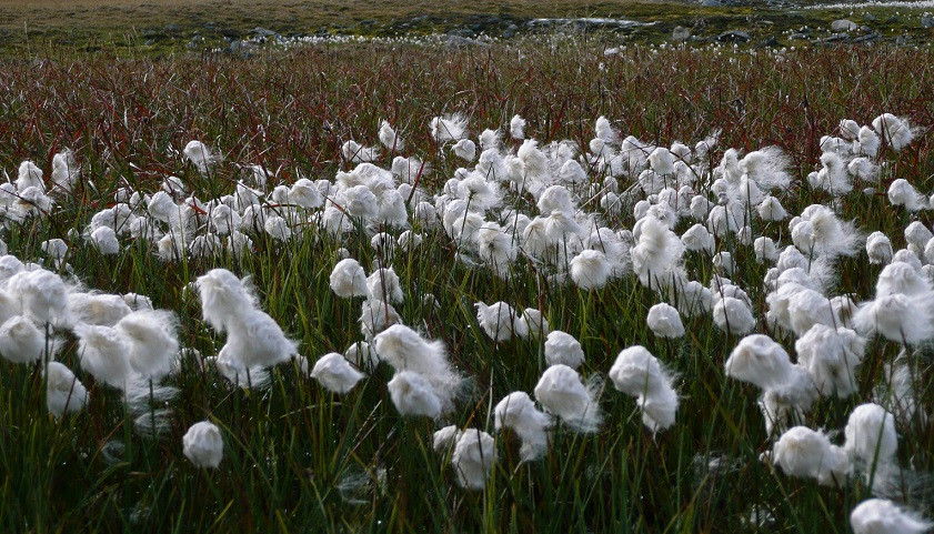 Sarek cotton grass