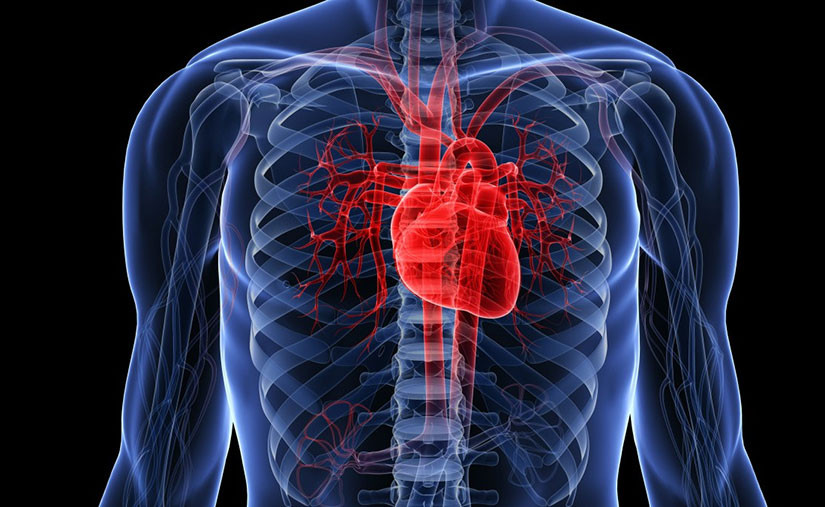 Salud cardiovascular
