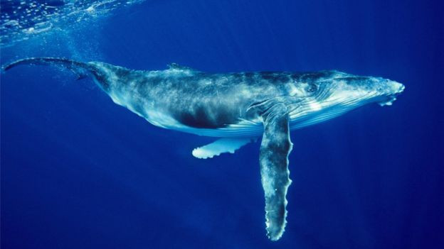 Ballena de Groenlandia