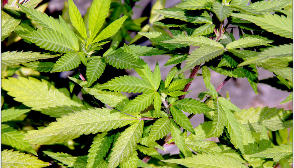 Espana_se_mantiene_lider_de_la_UE_en_consumo_de_cocaina_y_cannabis_entre_los_jovenes