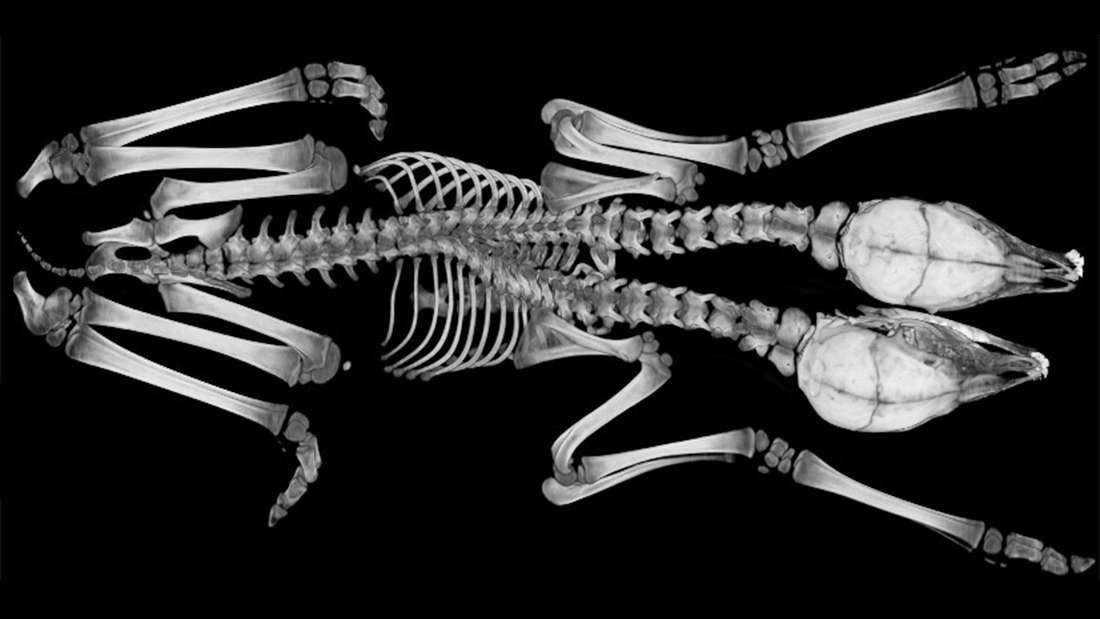 Radiografu00eda del cervatillo de dos cabezas