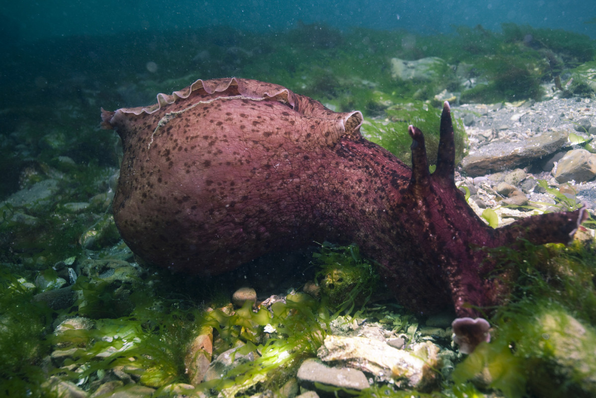 Un ejemplar de Aplysia californica