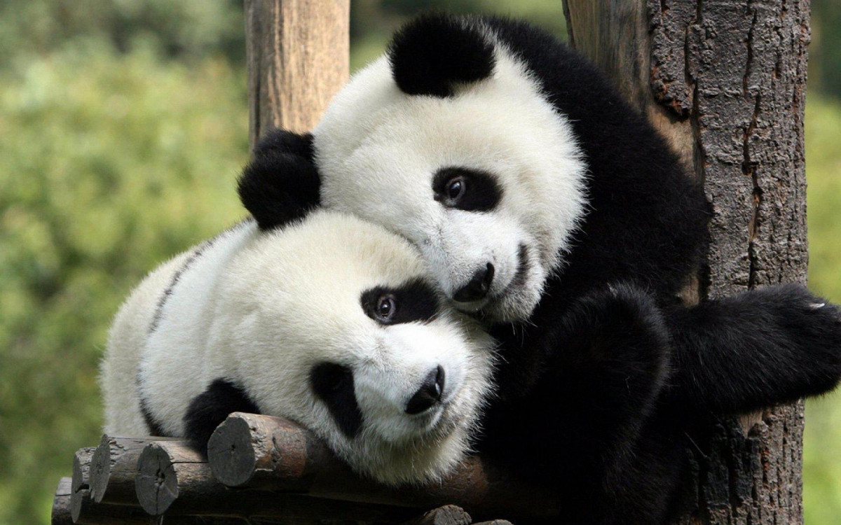 Osos panda