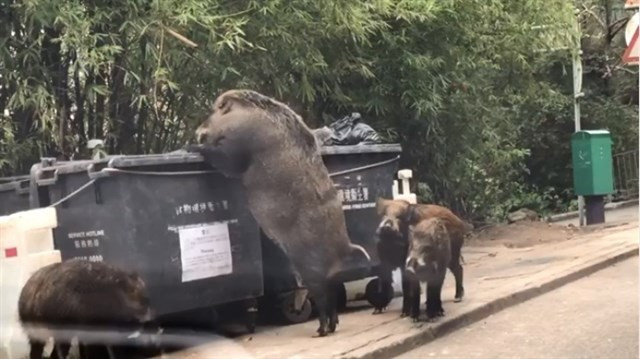 Jabalu00ed gigante removiendo la basura en la ciudad de Hong Kong