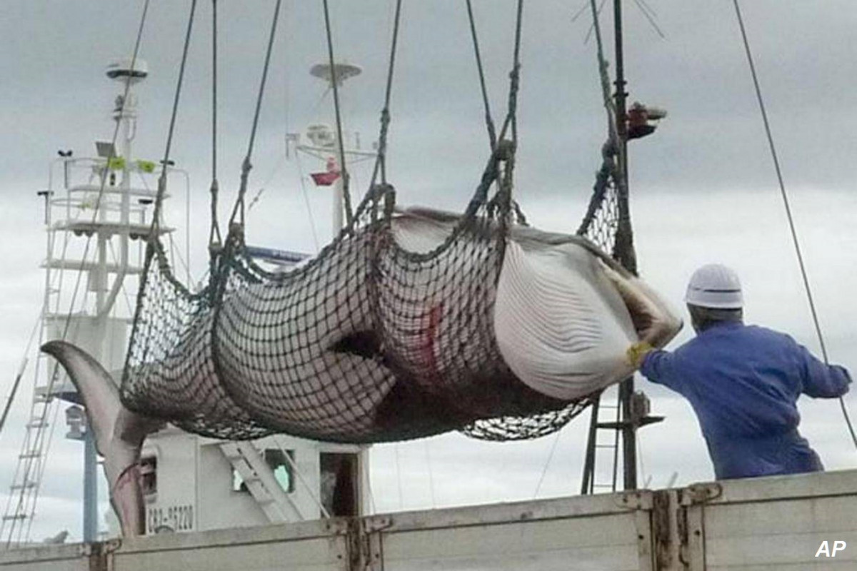 Japu00f3n mata a 122 ballenas embarazadas para investigaciu00f3n cientu00edfica
