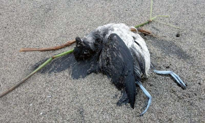 Una alcitade Cassin encontrada muerta en Kiwanda Beach, Oregon, en 2014