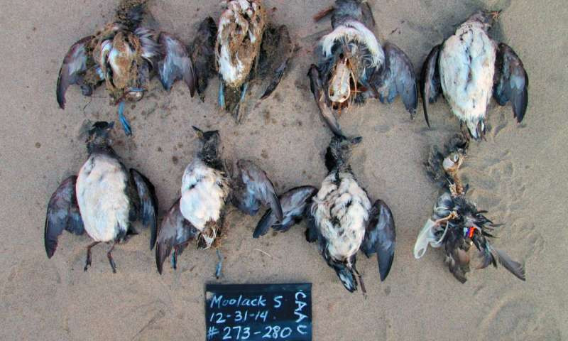 Alcitas de Cassin se encontraron en Moolack Beach, Oregon, en 2014