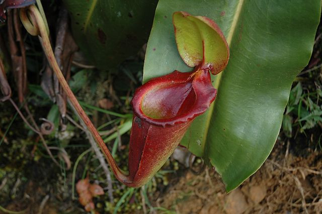 Nepenthes rajah