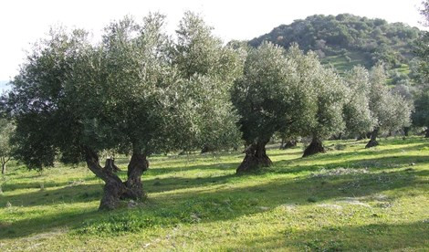 Olivas