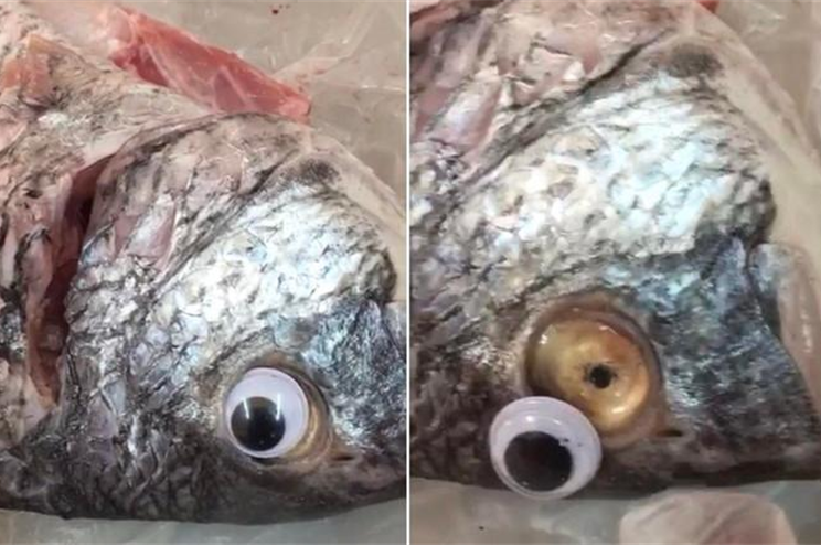 Peces con ojos de plu00e1stico