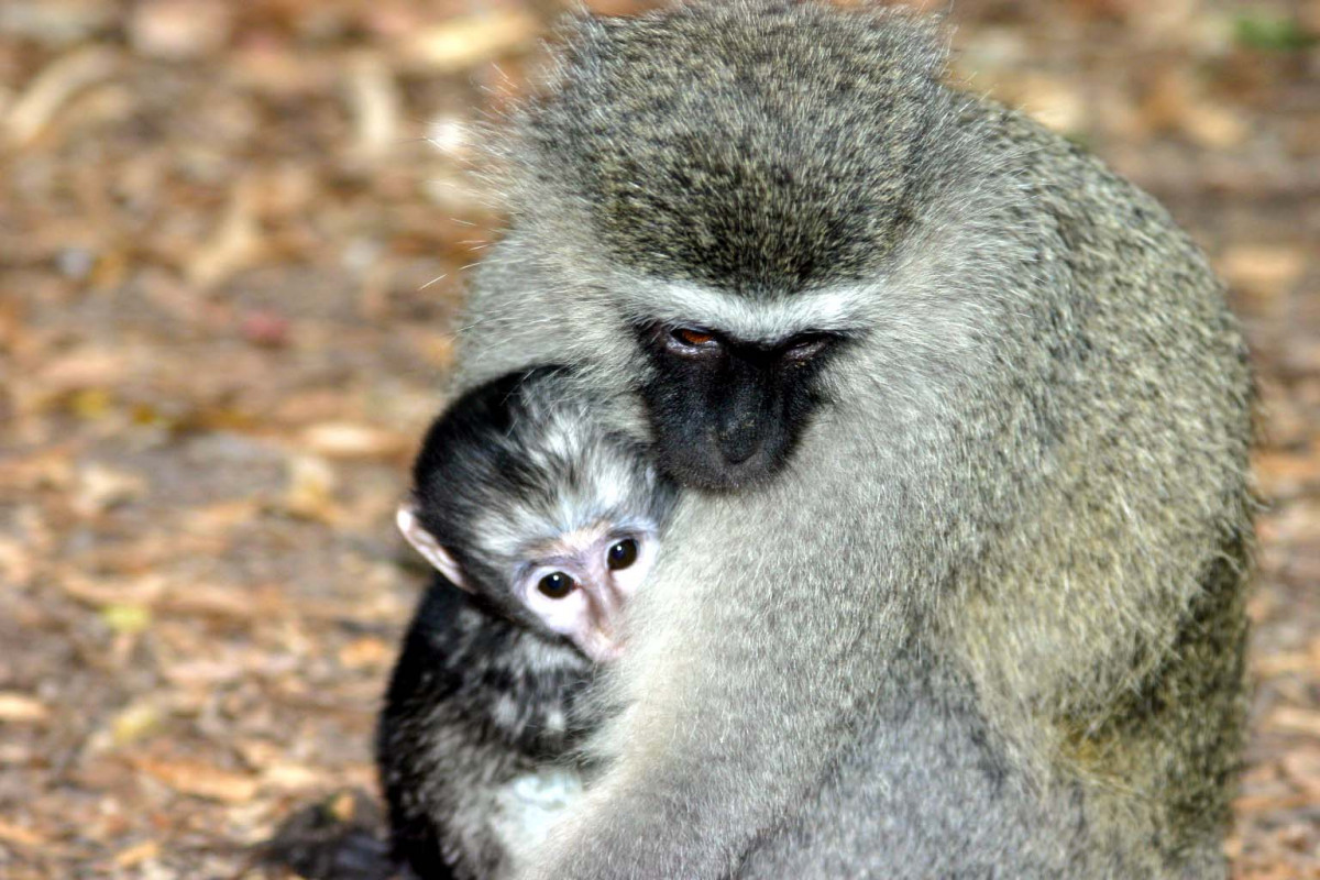 Hembra de mono vervet con su cru00eda