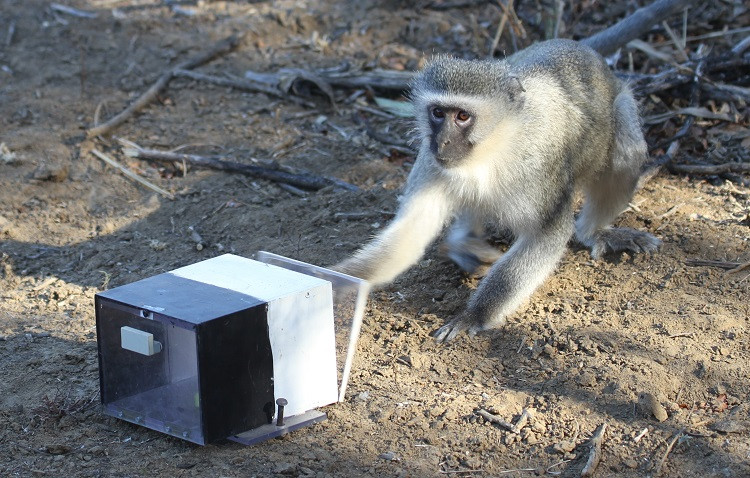 Vervet monkeys 002