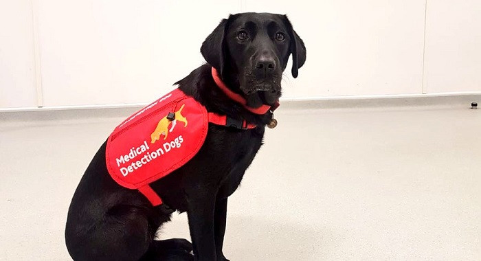 Perros entrenados por MedicalDetectionDogs para detectar malaria