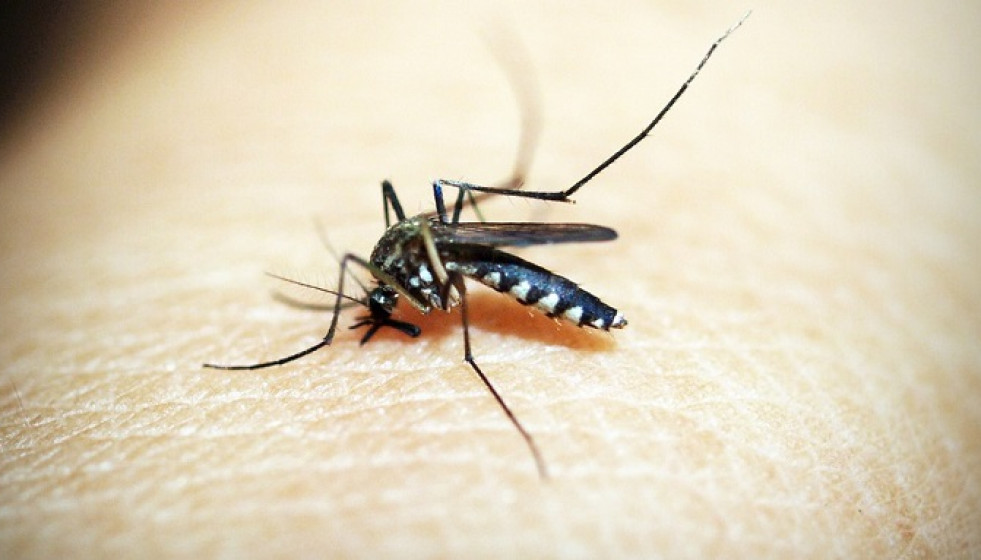 Mosquito trasmisor de la malaria