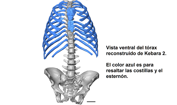 Vista ventral del tu00f3rax reconstruido de Kebara 2. El color azul es para resaltar las costillas y el esternu00f3n.