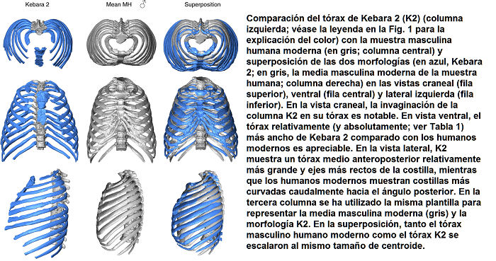 Comparaciu00f3n del tu00f3rax de Kebara 2 con la muestra masculina humana moderna y superposiciu00f3n de las dos morfologu00edas