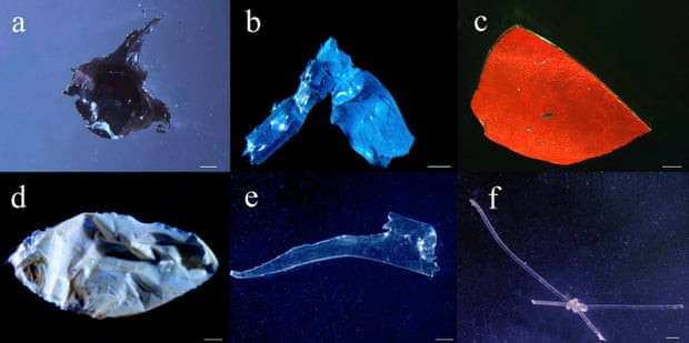 Desechos plu00e1sticos de los estu00f3magos de los peces Serrasalmidae del ru00edo Xingu