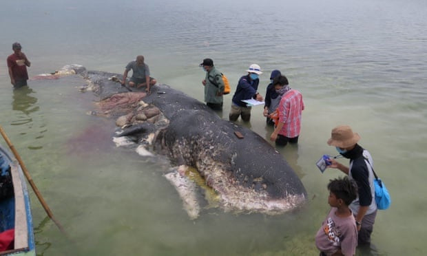 Una ballena varada con plu00e1stico en el vientre es vista en Wakatobi, en el sudeste de Sulawesi, Indonesia Fotografu00eda Medios Sociales Reuters