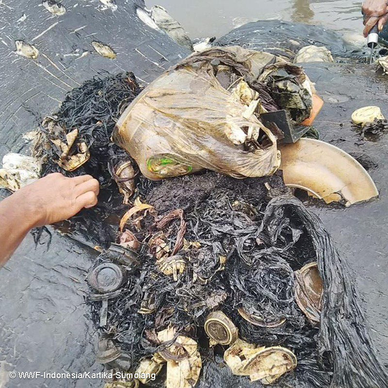 Encontraron cerca de 5,9 kg de desechos plu00e1sticos en el estu00f3mago del cachalote