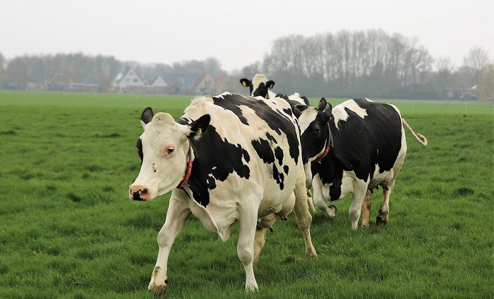 Vacas