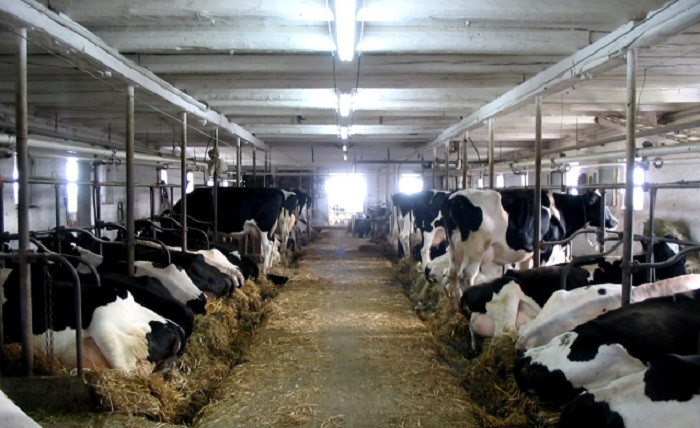 Granja de vacas