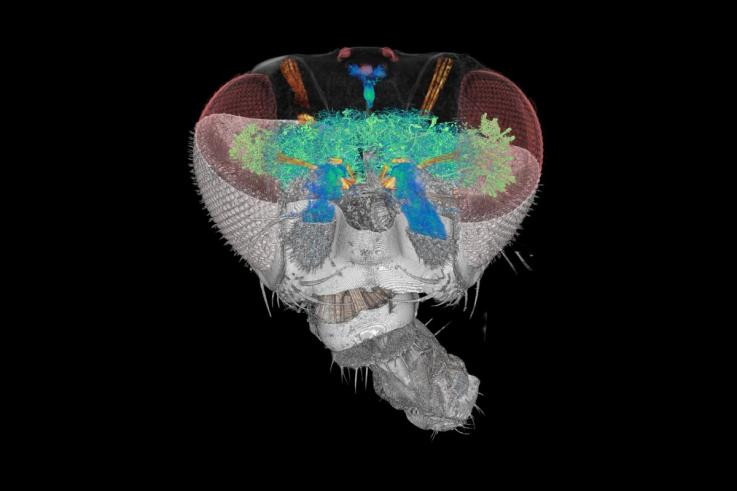 Reconstrucciu00f3n en 3D por tomografu00eda de rayos X de sincrotru00f3n de la estructura de los circuitos cerebrales de Drosophila por An Lun Chin