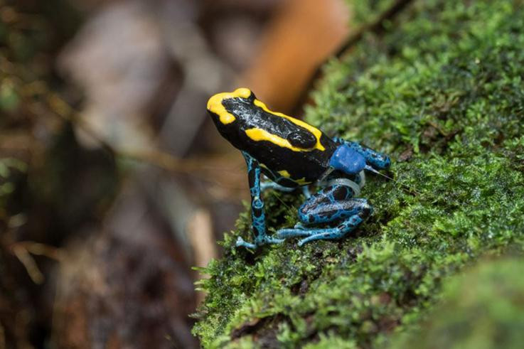 Seguimiento de padres de ranas venenosas por Andrius Pau0161ukonis