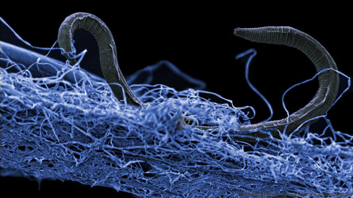 Un nematodo