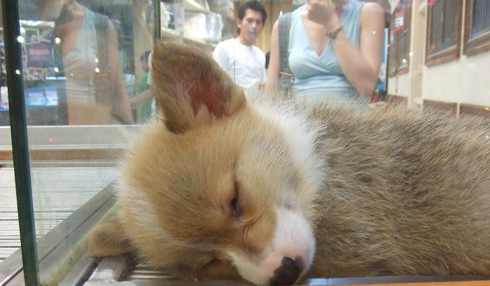 Cachorro durmiendo en una tienda de animales