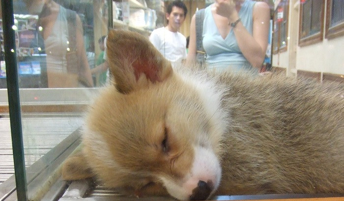 Cachorro durmiendo en una tienda de animales