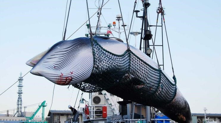 Japu00f3n retoma la caza de ballenas en 2019