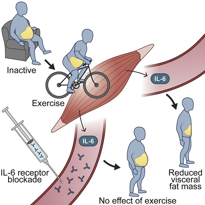 Exercise Induced Changes in Visceral Adipose Tissue Mass