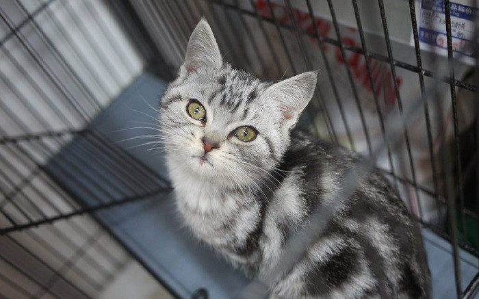 Gatito en una jaula