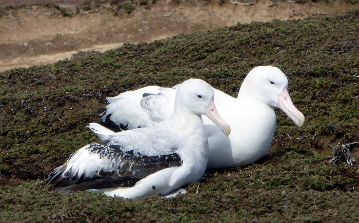 Pareja de albatros