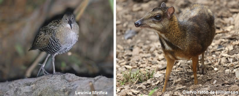 Lewinia Miru00edfica y ciervo ratu00f3n de Williamson, especies amenazadas