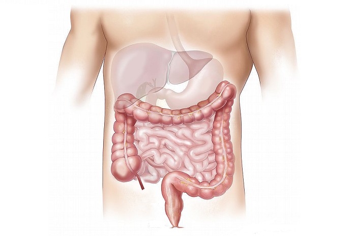 Intestinos humanso