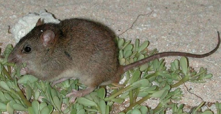 Bramble Cay melomys, un roedor australiano extinguido por el cambio climu00e1tico