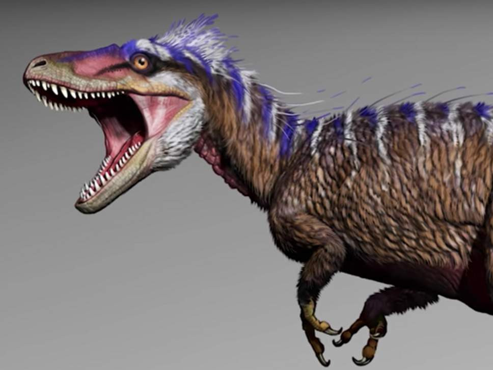 Moros intrepidus viviu00f3 hace 96 millones de au00f1os y es antepasado del formidable Tyrannosaurus rex North Carolina State University