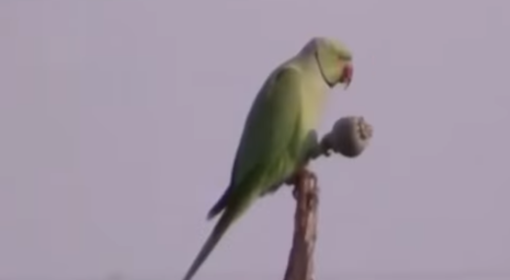 Loros adictos al opio en la India