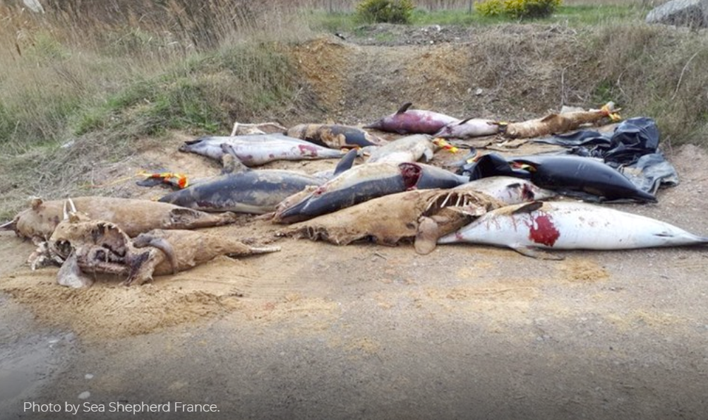 Las autoridades francesas amontonan cientos de cadu00e1veres y una vez a la semana los envu00edan lejos, Sea Shepherd Global