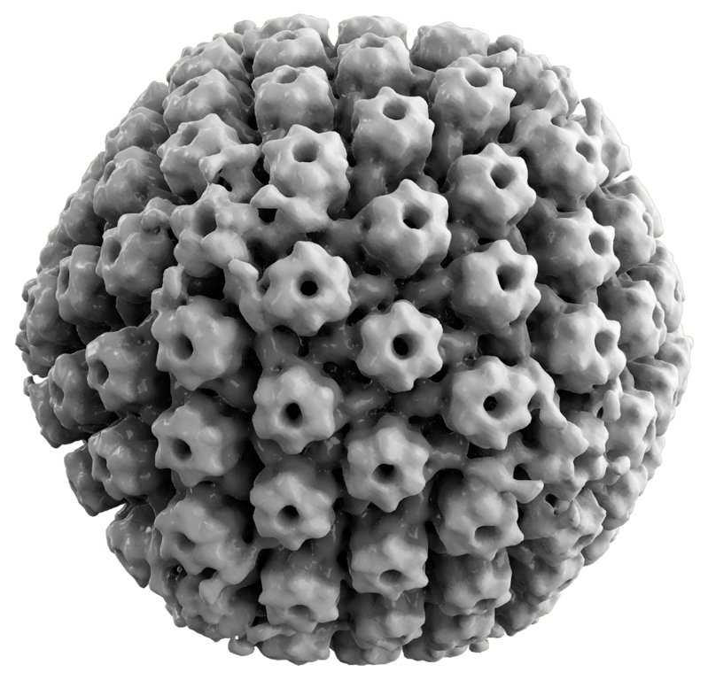 Reconstrucción en 3D del virus del herpes simple 1, HSV 1