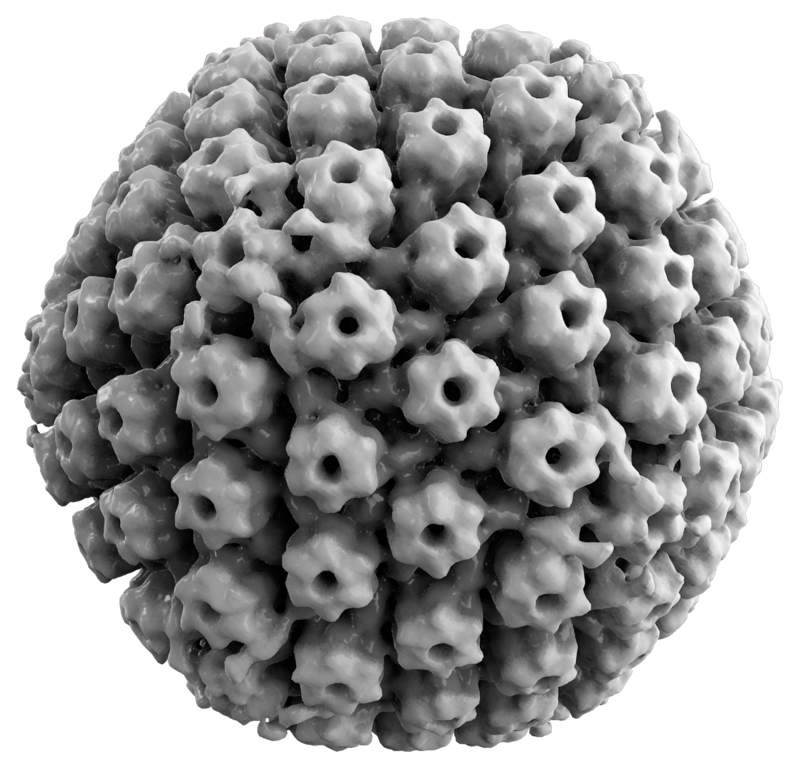 Reconstrucciu00f3n en 3D del virus del herpes simple 1, HSV 1