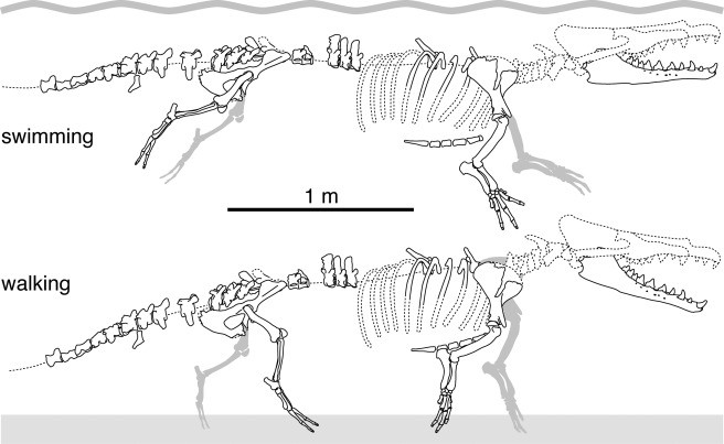 Partes encontradas del esqueleto del Peregocetus pacificus