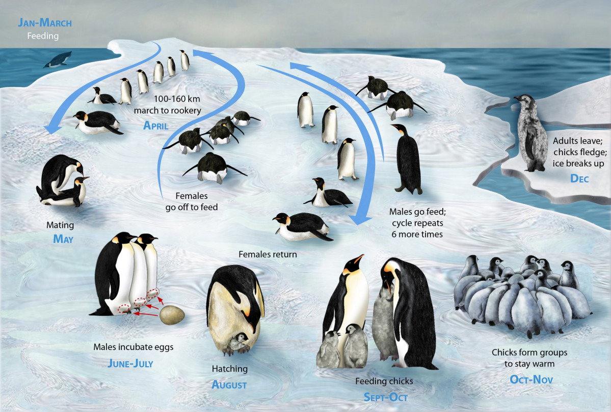 Cicclo del pingu00fcino emperador