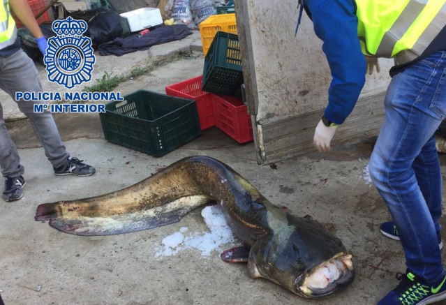 Siete detenidos por tráfico ilegal de carpas y siluros pescados en el Ebro