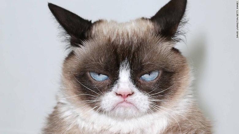 Grumpy Cat