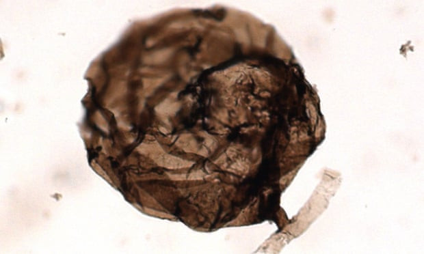 El microscu00f3pico Ourasphaira giraldae multicelular, considerado el primer hongo descubierto hasta ahora