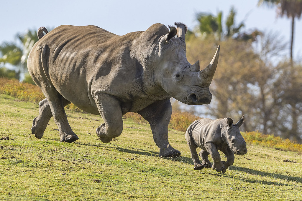 Una madre rinoceronte con su cru00eda