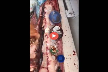 Un famoso chef mexicano encuentra plásticos en el estómago de un pescado video