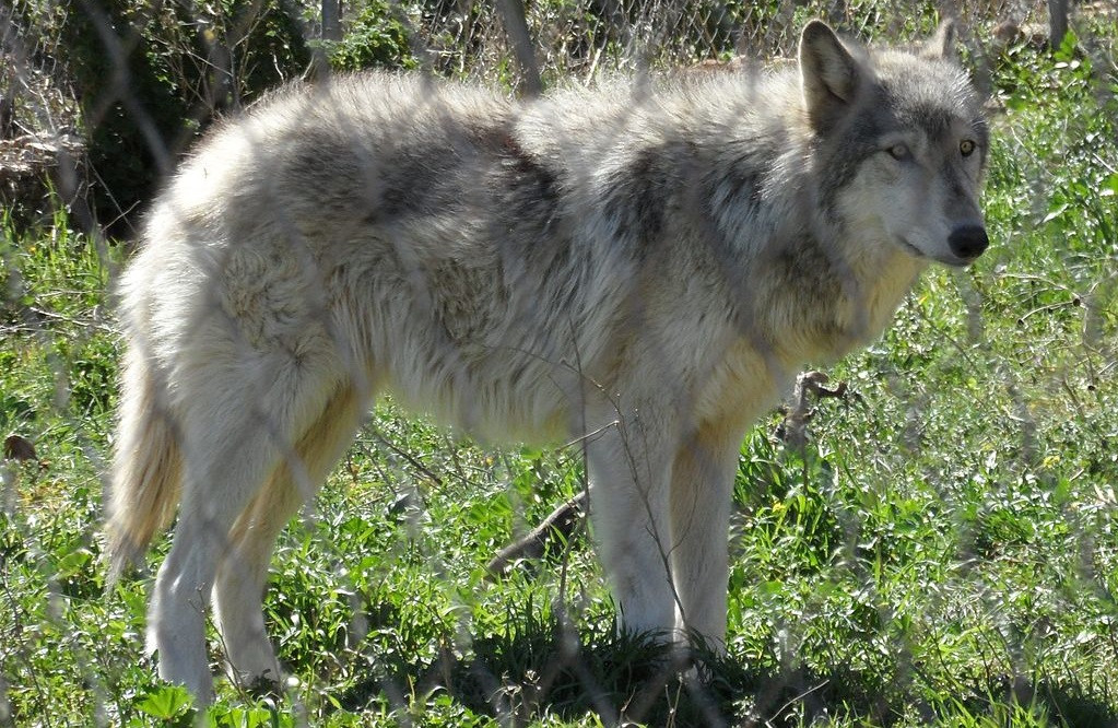 Un hu00edbrido de lobo y perro en Lobo Park, Antequerra, Espau00f1a